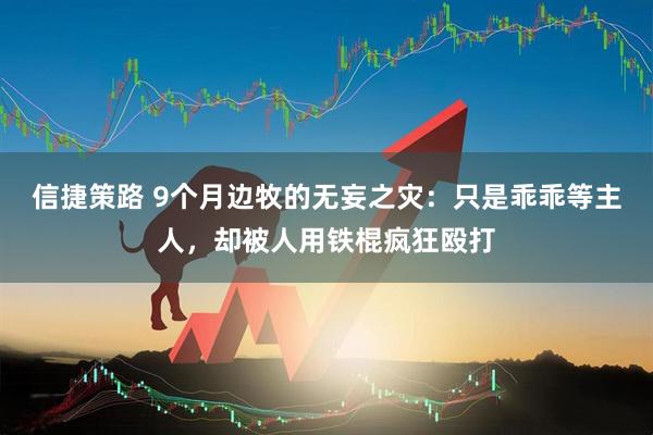 信捷策路 9个月边牧的无妄之灾：只是乖乖等主人，却被人用铁棍疯狂殴打